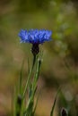 Cornflower, Centaurea cyanus, Asteraceae. Cornflower Herb or bachelor button flower in garden Royalty Free Stock Photo