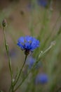 Cornflower, Centaurea cyanus, Asteraceae. Cornflower Herb or bachelor button flower in garden Royalty Free Stock Photo