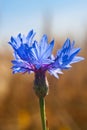 Cornflower ( Centaurea cyanus) Royalty Free Stock Photo