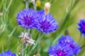 Cornflower Centaurea cyanus