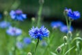 Cornflower Centaurea cyanus in full bloom on a sunny day Royalty Free Stock Photo