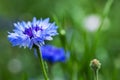 Cornflower Centaurea cyanus in full bloom on a sunny day Royalty Free Stock Photo