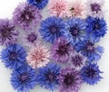 Cornflower Centaurea cyanus