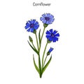 Cornflower Centaurea cyanus , medicinal and honey plant