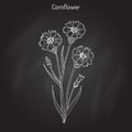 Cornflower Centaurea cyanus , medicinal and honey plant