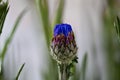 Cornflower, Centaurea cyanus, opening flower head Royalty Free Stock Photo