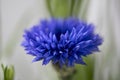 Cornflower, Centaurea cyanus, opening flower head Royalty Free Stock Photo