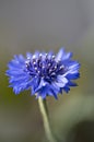 Cornflower, Centaurea cyanus, opening flower head Royalty Free Stock Photo