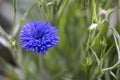 Cornflower, Centaurea cyanus, opening flower head Royalty Free Stock Photo
