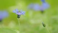 Cornflower - centaurea cyanus rare flower. Blue centaurea cyanus in full bloom. Slow motion.