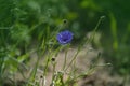 The cornflower, Centaurea cyanus was formerly considered field weeds. The Cornflower is a medicinal plant. Beautiful delicate Royalty Free Stock Photo