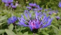 Cornflower Centaurea is a herbaceous perennial plant