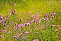 Cornflower (Centaurea jacea) flowers on meadow