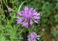 Cornflower Centaurea scabiosa blooms among herbs