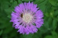 Cornflower CentaurÃÂ©a with bee on a green background. Purple flower and bee Royalty Free Stock Photo