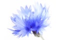Cornflower, close up Royalty Free Stock Photo