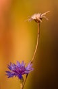 Cornflower close-up Royalty Free Stock Photo