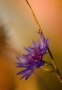 Cornflower close-up Royalty Free Stock Photo