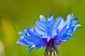 Cornflower close up (Centaurea cyanus)