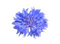 Cornflower 14