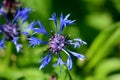 Cornflower close up Royalty Free Stock Photo