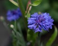 Cornflower