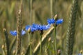 Cornflower (Cyanus segetum Hill) Royalty Free Stock Photo