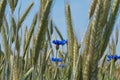 Cornflower (Cyanus segetum Hill) Royalty Free Stock Photo