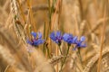 Cornflower (Cyanus segetum Hill) Royalty Free Stock Photo