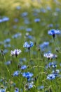 Cornflower (Cyanus segetum Hill) Royalty Free Stock Photo