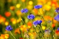 Cornflower in the evening sun Royalty Free Stock Photo