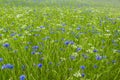 Cornflower field background