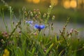 cornflower in the field, centaurea cyanus, nature background Royalty Free Stock Photo