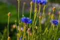 cornflower in the field, centaurea cyanus, nature background Royalty Free Stock Photo