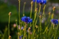 cornflower in the field, centaurea cyanus, nature background Royalty Free Stock Photo