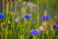 cornflower in the field, centaurea cyanus, nature background Royalty Free Stock Photo
