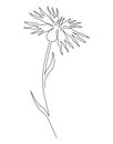 Cornflower field flower. Continuous line drawing. Vector illustration Royalty Free Stock Photo
