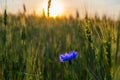 cornflower field ripening rye on sunset Royalty Free Stock Photo