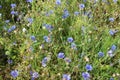 Cornflower field this summer in Russia.