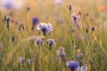 cornflower in the field on a sunnny spring morning close up of fresh cornflowers backlit by rising sun june and