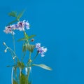 cornflower flower bouquet on a blue background with mint Royalty Free Stock Photo