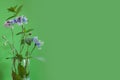 Cornflower flower bouquet on a green background with mint Royalty Free Stock Photo