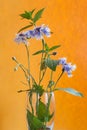 cornflower flower bouquet on an orange background with mint Royalty Free Stock Photo