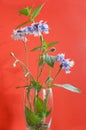 cornflower flower bouquet on a red background with mint Royalty Free Stock Photo