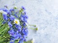 cornflower flower, camomile on gray concrete background frame Royalty Free Stock Photo