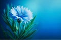 Cornflower flower Centaurea on blue background, national belarusian flower, symbol modest, friendly and hospitable