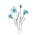 Cornflower flower vector illustration isolated on white background in modern simple style