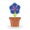 Cornflower in flowerpot on white background Royalty Free Stock Photo