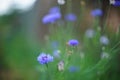 Cornflower garden blue flowers grow in the summer Royalty Free Stock Photo