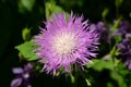 Cornflower garden. Royalty Free Stock Photo